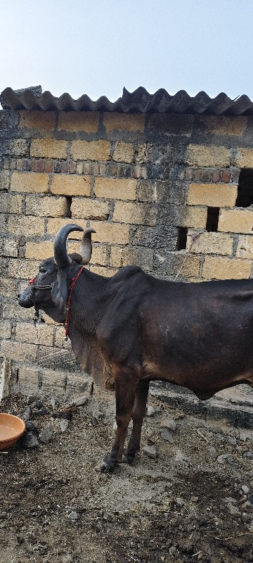 કેવલી ગાય છે.