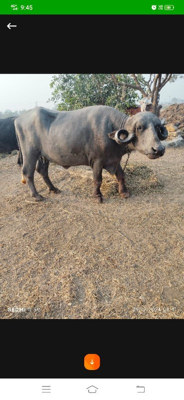 બે ખડેલી વેચવાન...