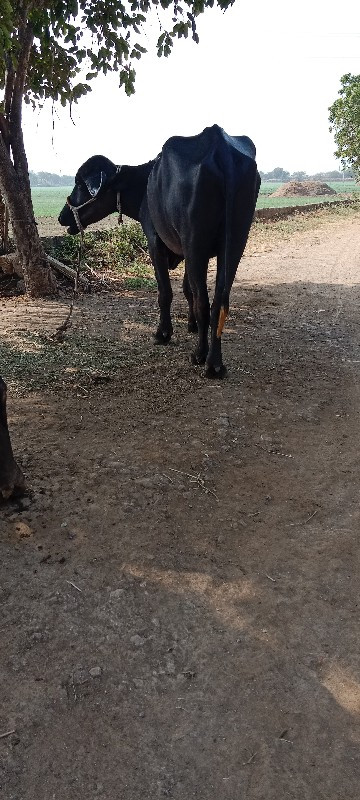 ખડેલી વેસવા નીછ...