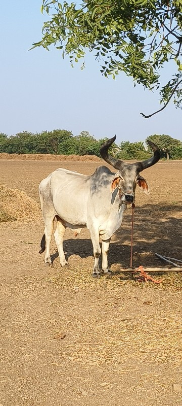 બળદ વેચવાના છે