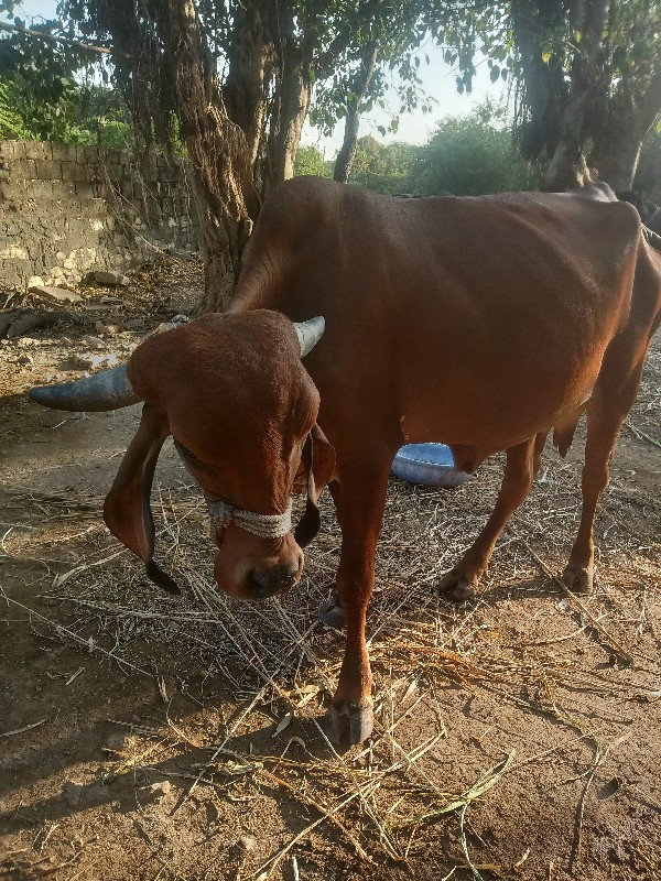 ગાય