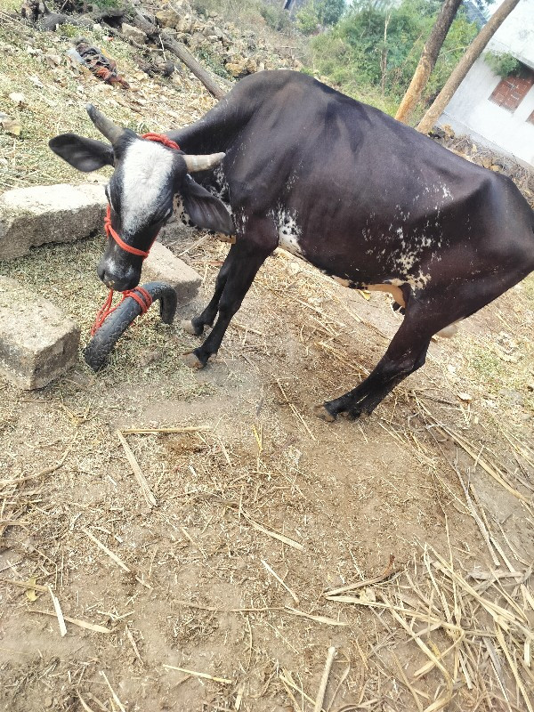 પેલુ વેતર ગાય 🐄