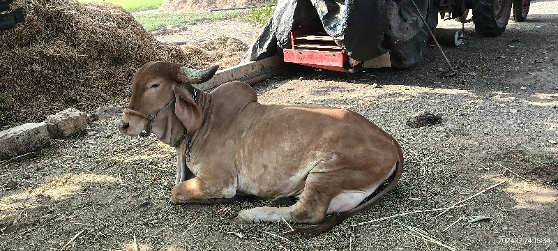 સોન કપીલા ગાય વ...