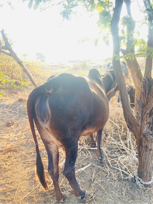 આ ગા વેચવા ની છ...