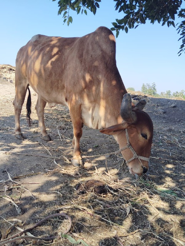 બરધવેચવાનોછે