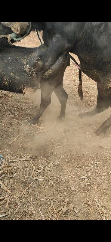 પાડો વેચવાનો છે