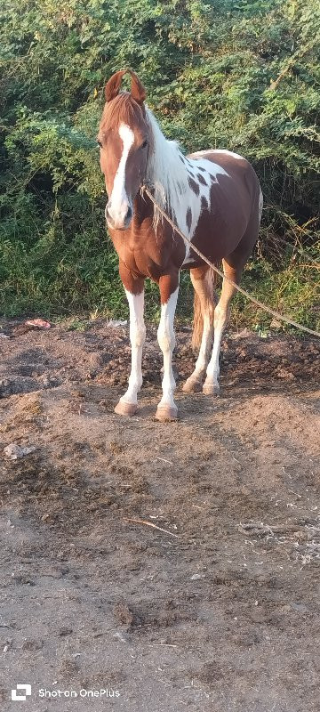 વેચવાની છે