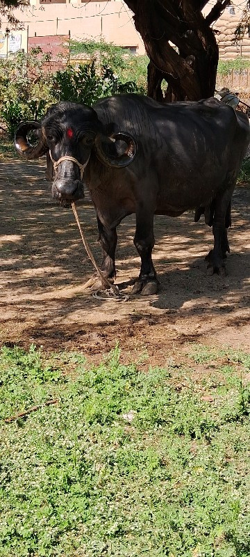 ભેંસ વેચવાની છે...