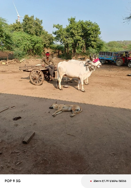 બળદ વેચવાના છે