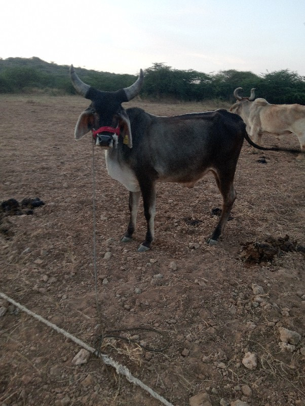 ગોધલા વેચવા ના...