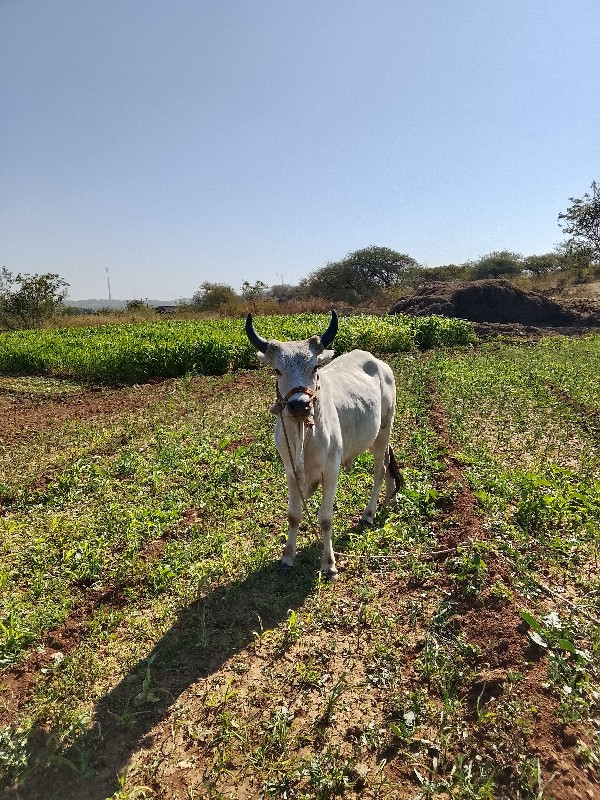 ઘોઢલાવેસવાનાછેઠ...