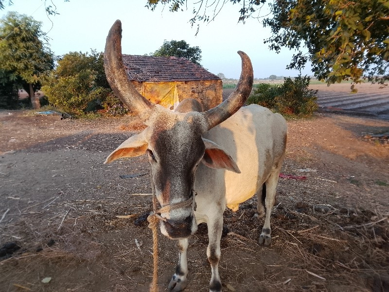 બળદ વેચવાનાછે