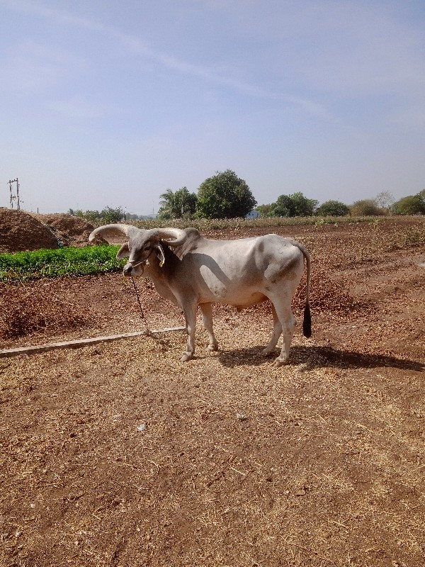 બળદ વેચવા નું છ...