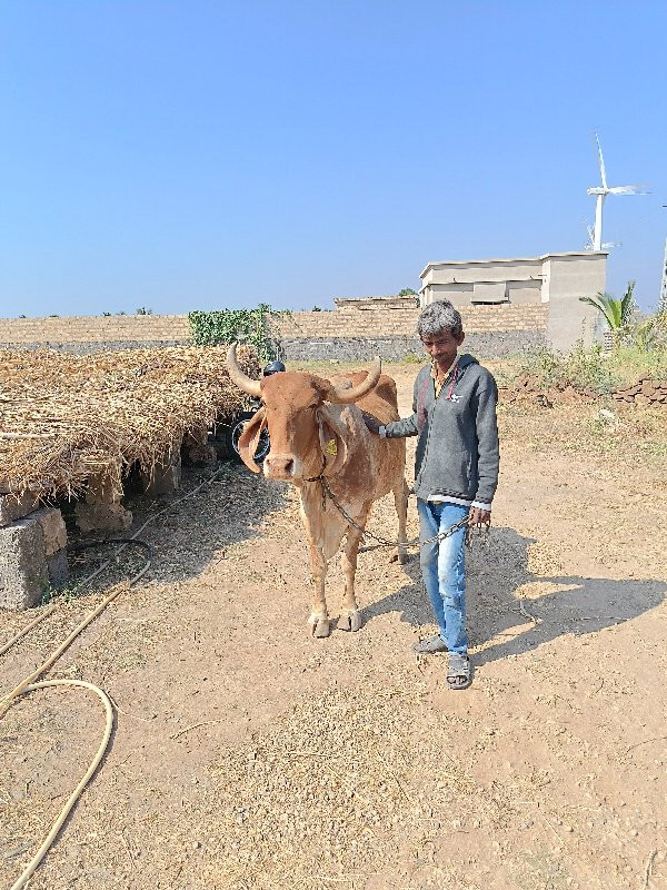 સોંનકપિલા ગાય