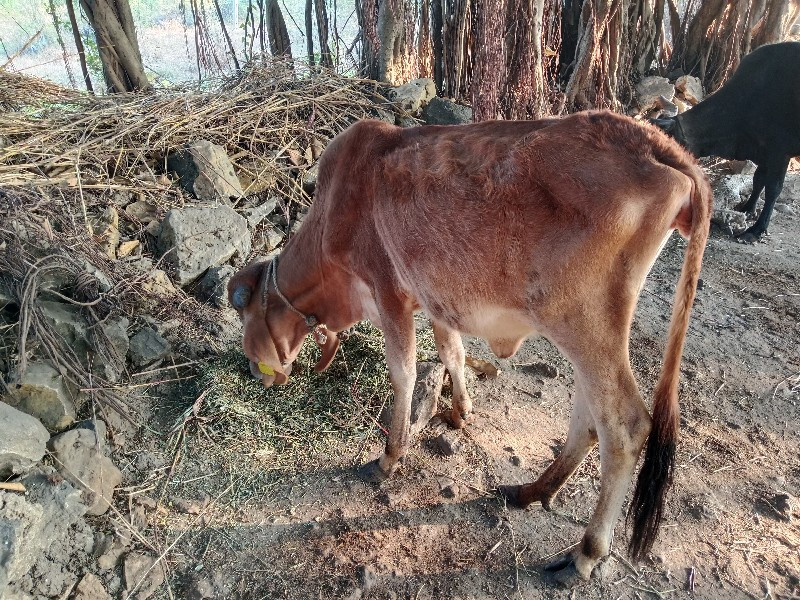 વાછડી