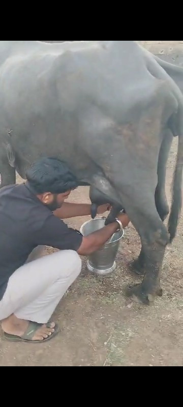 વિશ્વેશ્વરી વેચ...