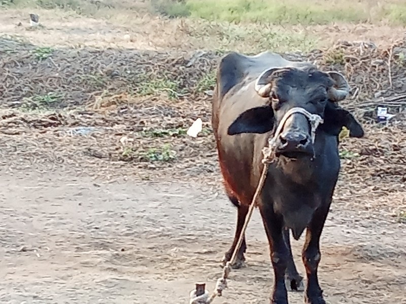 ભેસ વેચવાનિછે