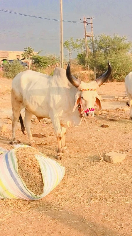 વઢીયારા વાછડા વ...