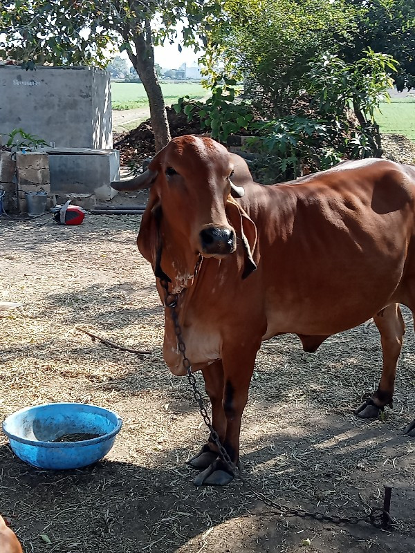 ગાય વેચવાની છે