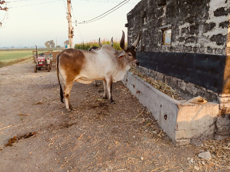 પેલી. ધરનો  બ‌‌...