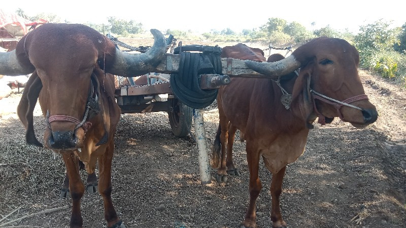 ગોઢલા વેચવાના છ...