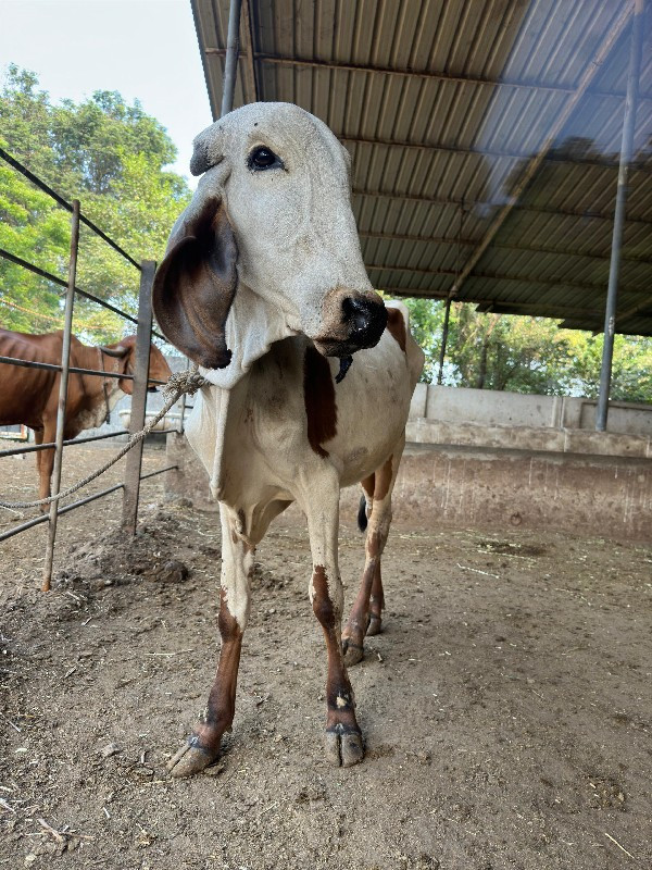 ગાય વેચવા ની છે