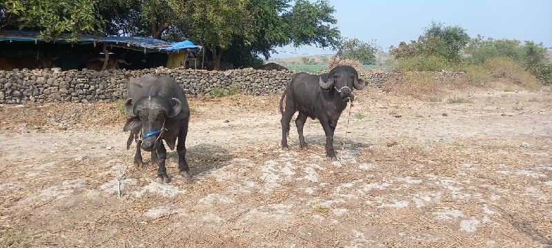 બે ખડેલા વહેચવા...