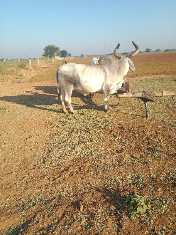 બળદ વેચવાનો છે