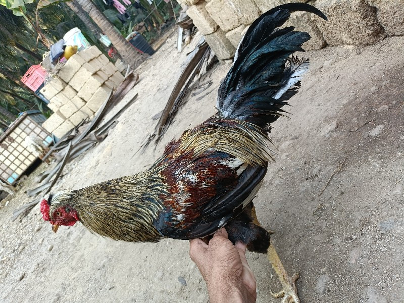 ઓરીજનલ દેસી