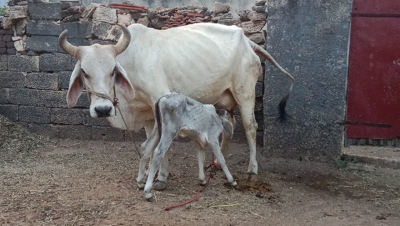 350 દૂધ છે