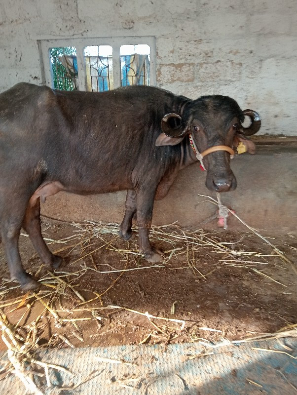 ખડેલી વેચવાની છ...