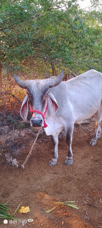 ગાય વેસ વા ની સ...