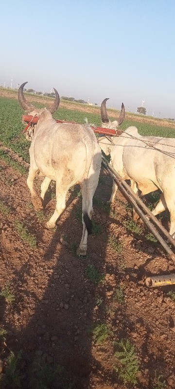 ગોઢલા વેચવાના છ...