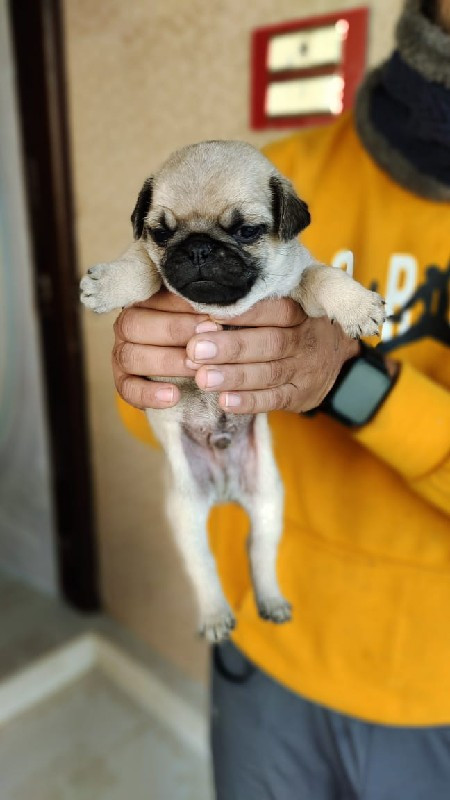 pug papi 45 day...