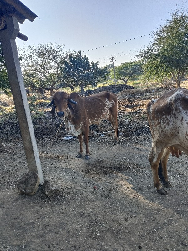 2 ગાય દેવાની સે