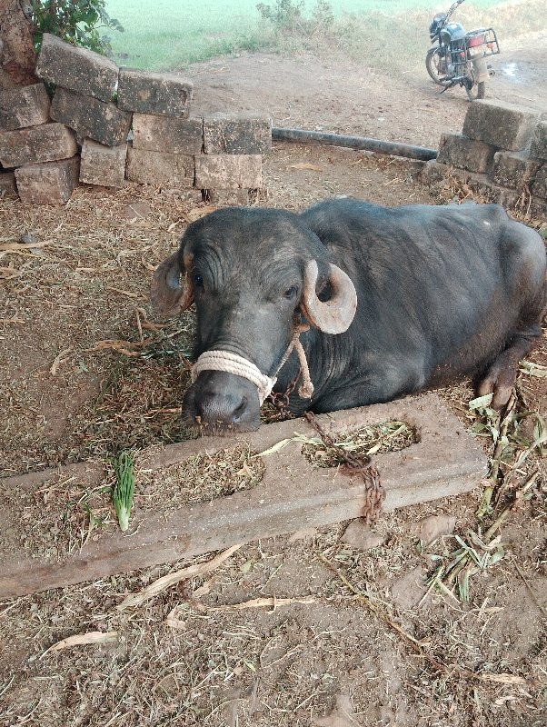 ભેસ વેચવાની છે