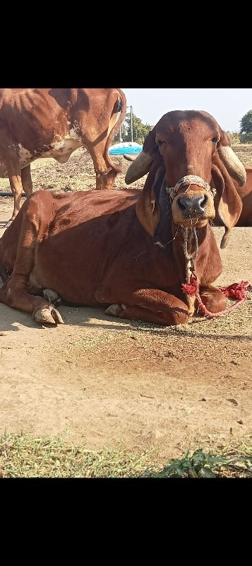 5 ગીર હોડકી વેચ...