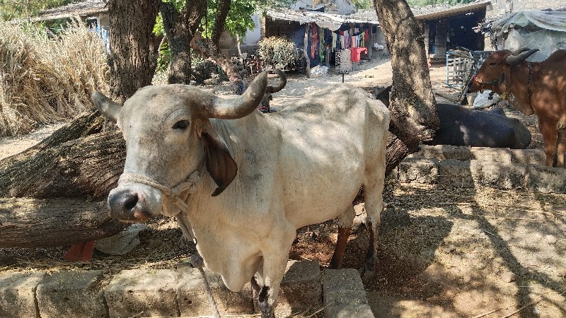 ગાય વેચવાની છે...