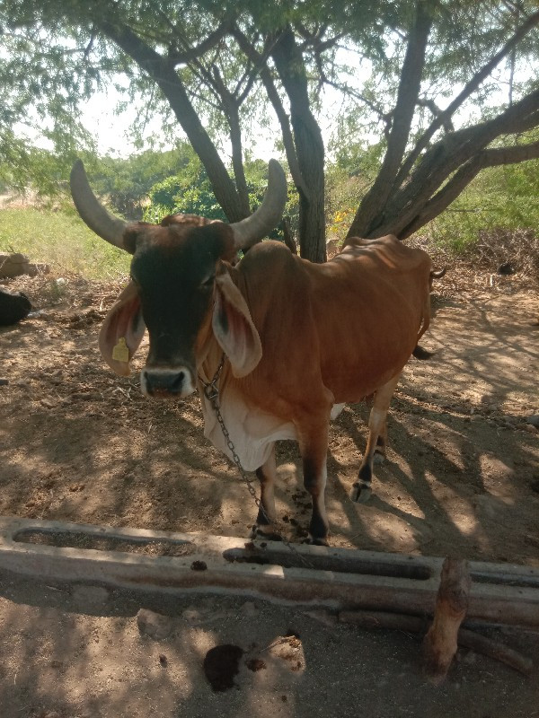 ગાય