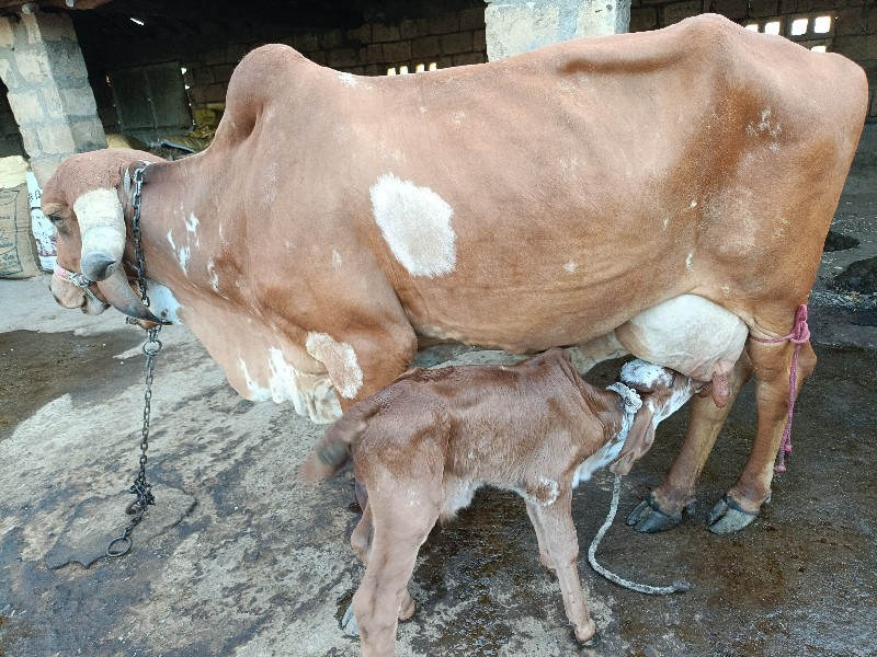 ગીર ગાય