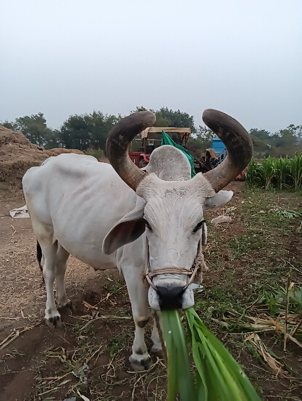 વેંચવા નું છે ન...