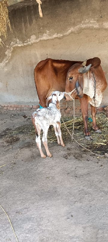 ગાય વેચવાની છે