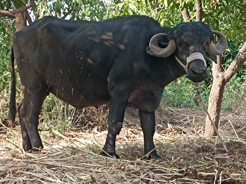 જાફરાબાદી ઓરીજન...