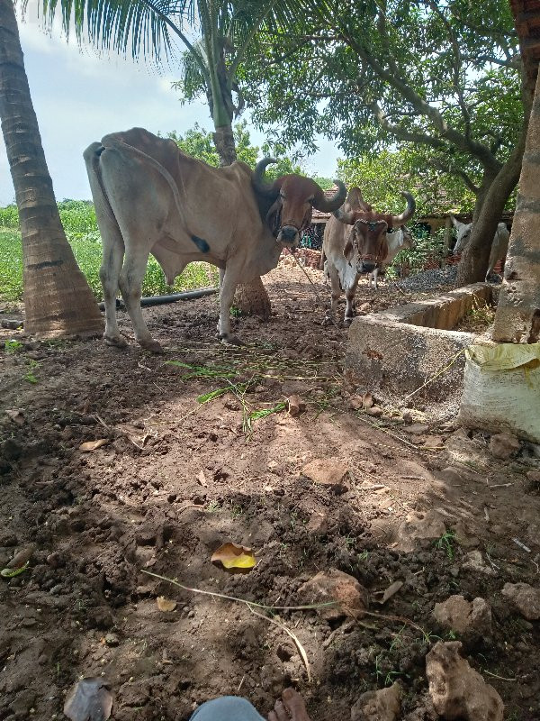 bharat.kodiyata...