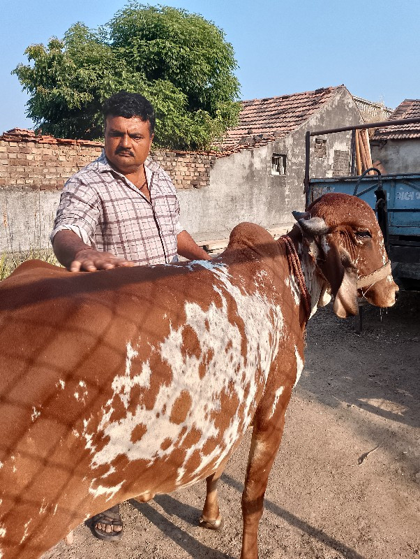 ગિર ઓડકિ