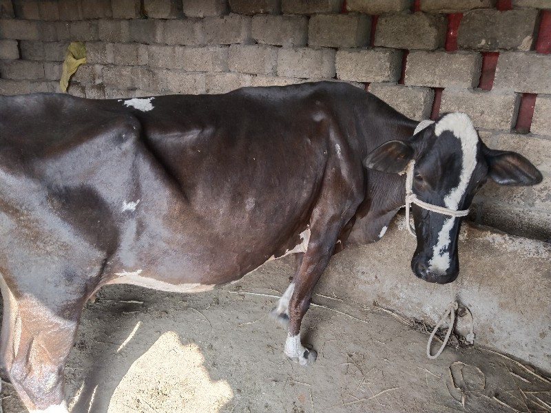 ગાભણીયુ ગાયું છ...