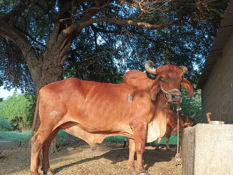 બળદ વેચવાનો છે