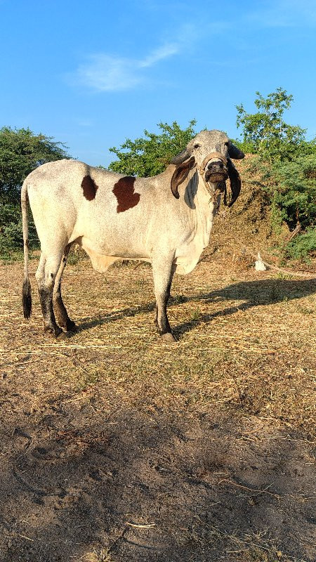 gir cow