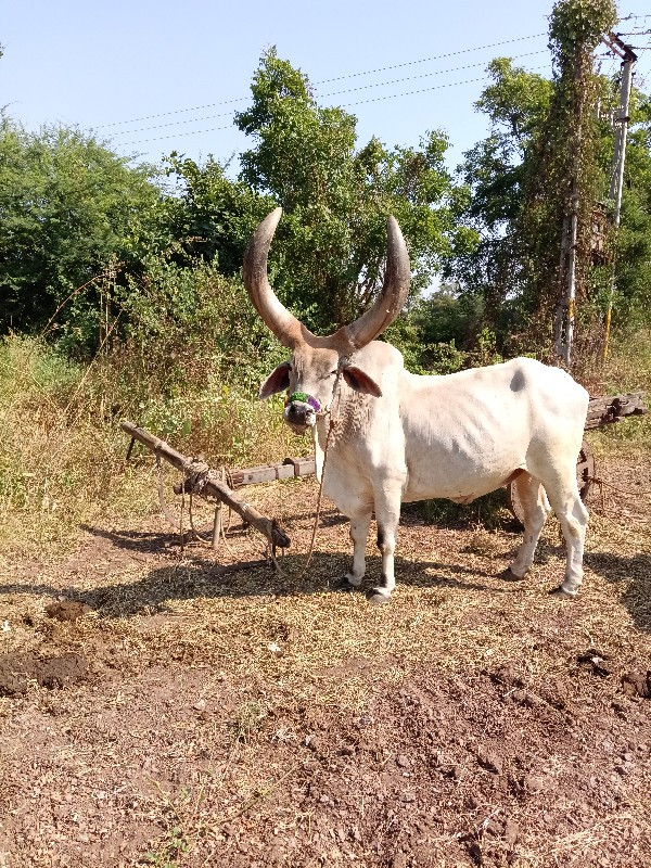 બળદ મફત આપવાના...