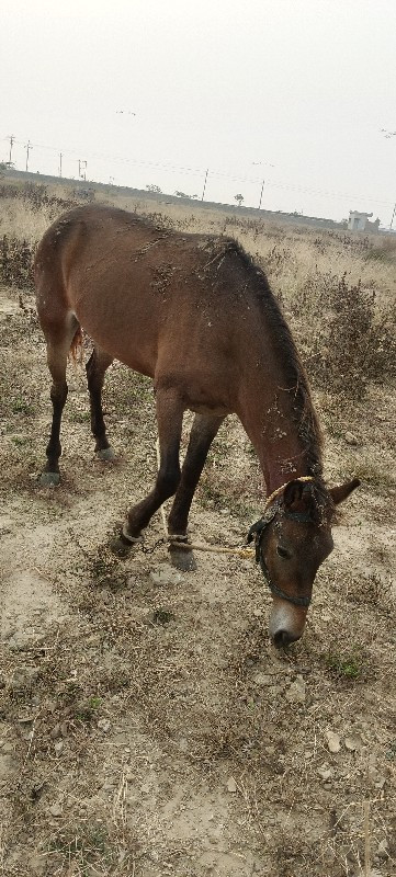 વછેરી